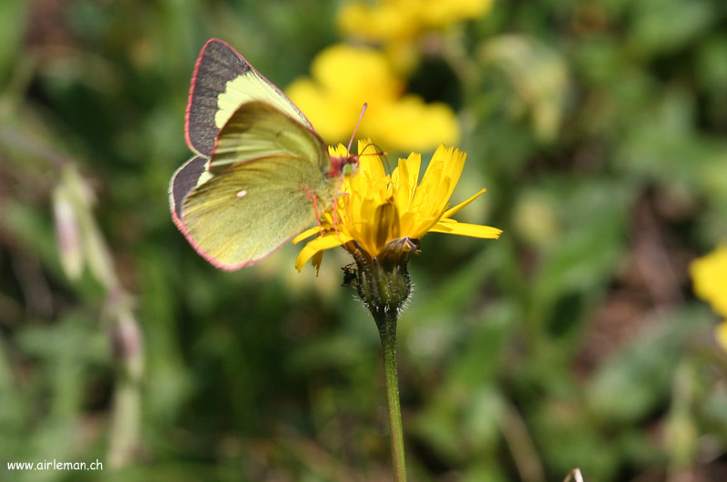 Nature/Papillons/IMG_1988.jpg