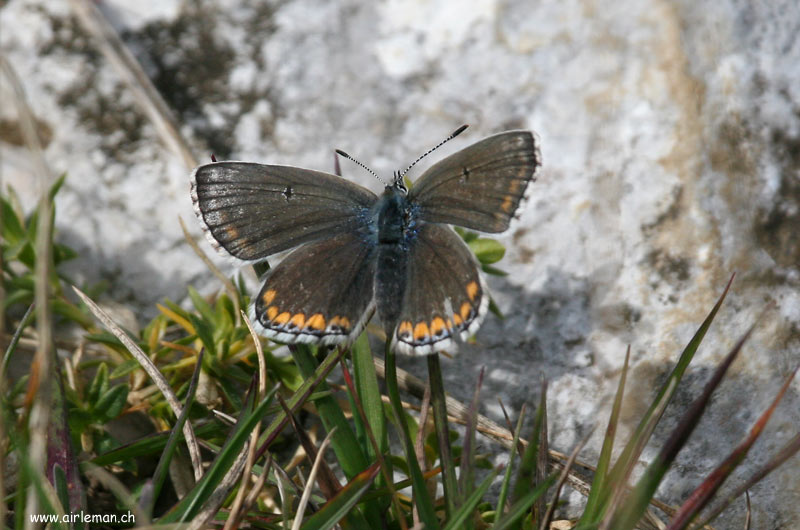 Nature/Papillons/IMG_3366.jpg