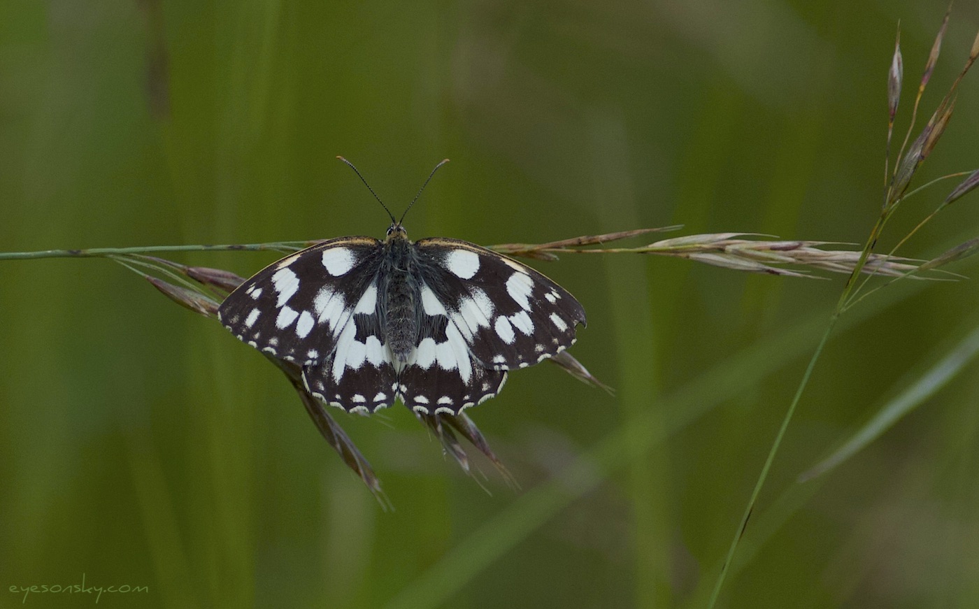 Nature/Papillons/demi-deuil-IMG_2927.jpg