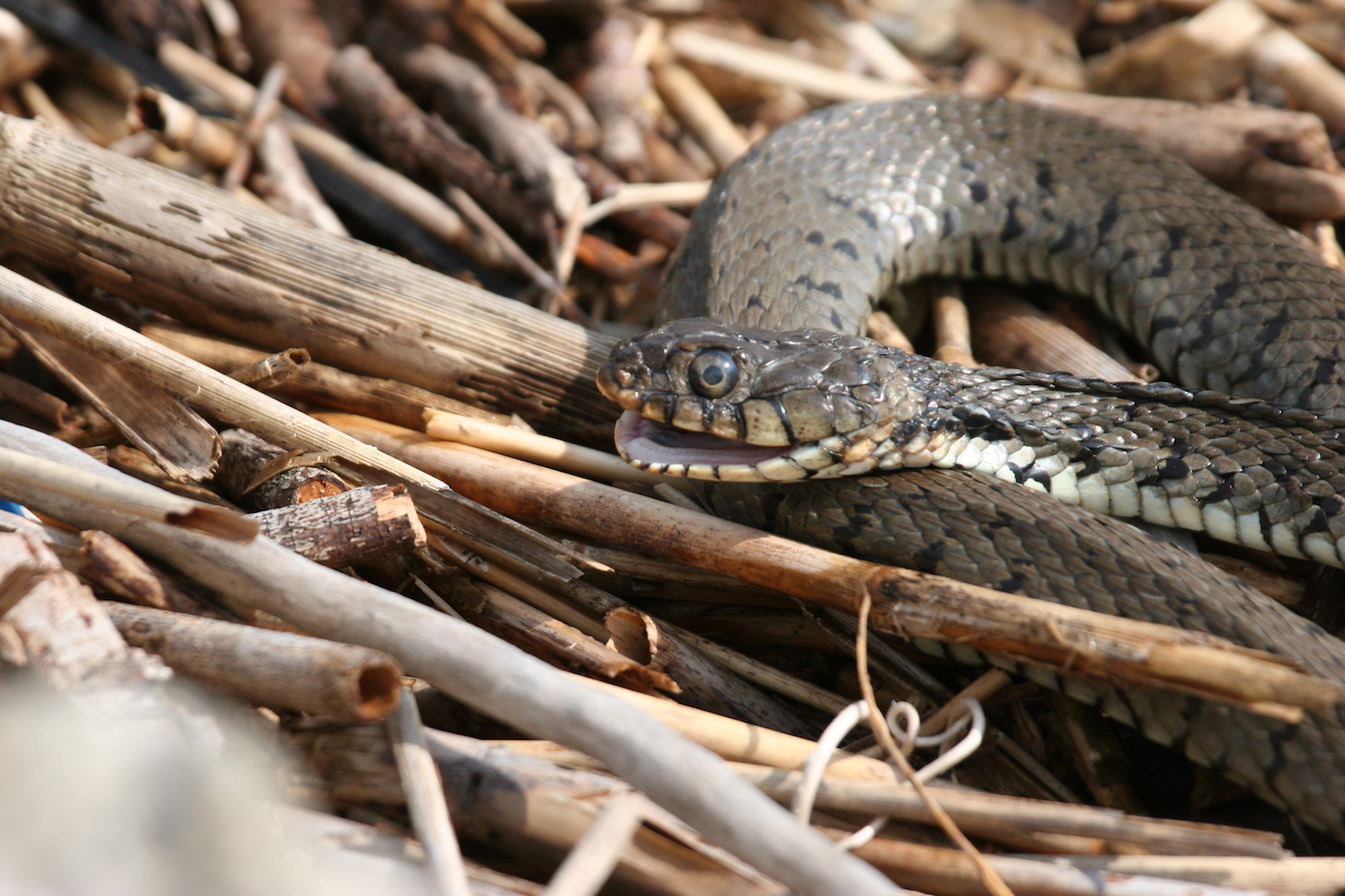 Nature/Reptiles/IMG_0381.jpg