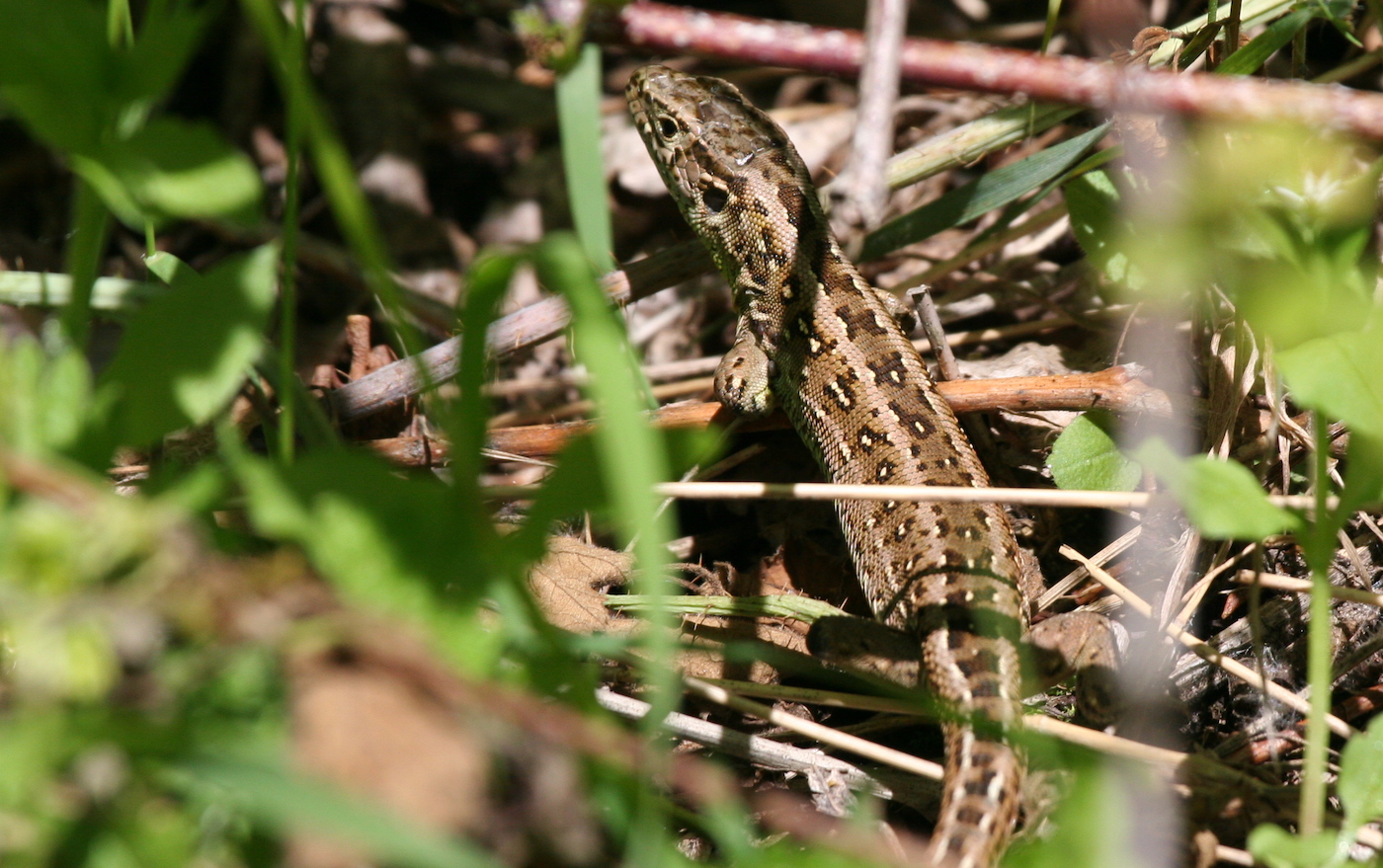 Nature/Reptiles/IMG_7703.jpg