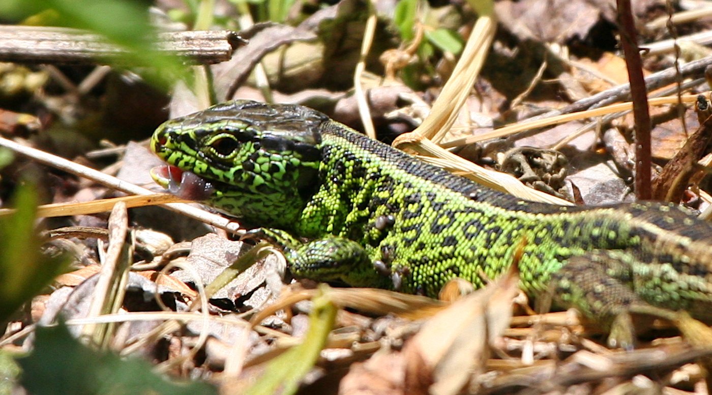 Nature/Reptiles/IMG_7721.jpg