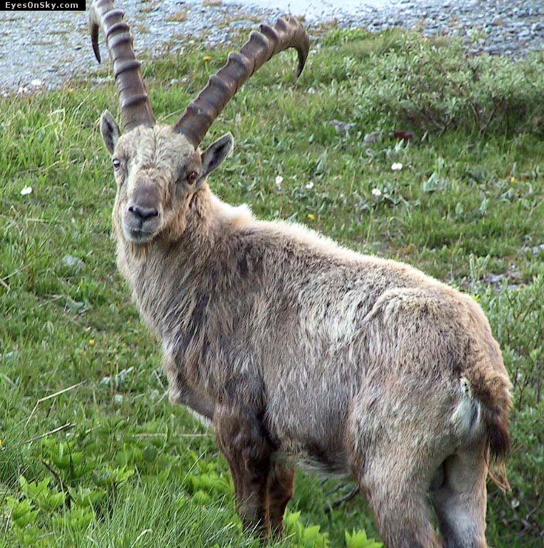 Suisse/Valais/Dixence/108-0865_imgg.jpg