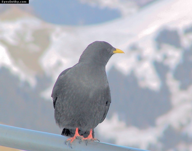Suisse/Vaud/Naye/20011117/131-3126_imgg.jpg