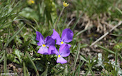 randimg/nature