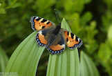 randimg/nature